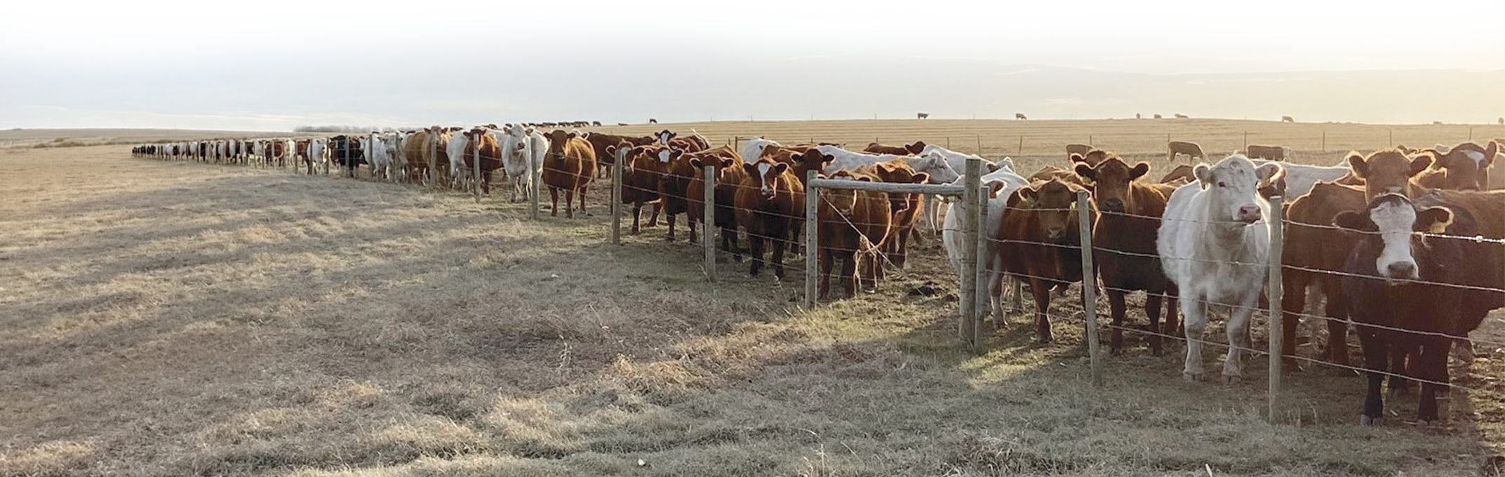 Spring cows