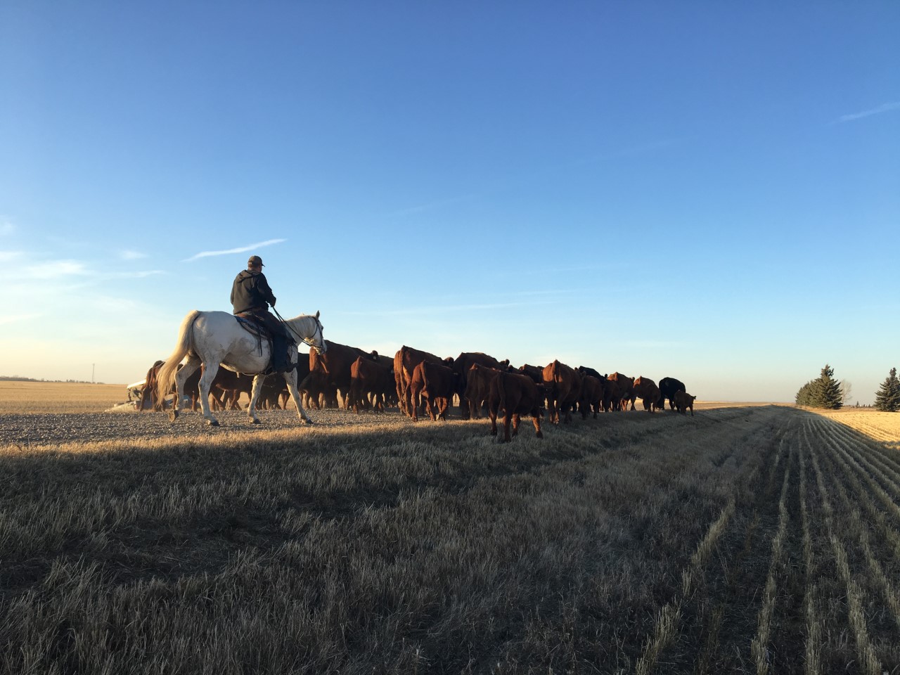 Charolais heifers herded by man on horseback