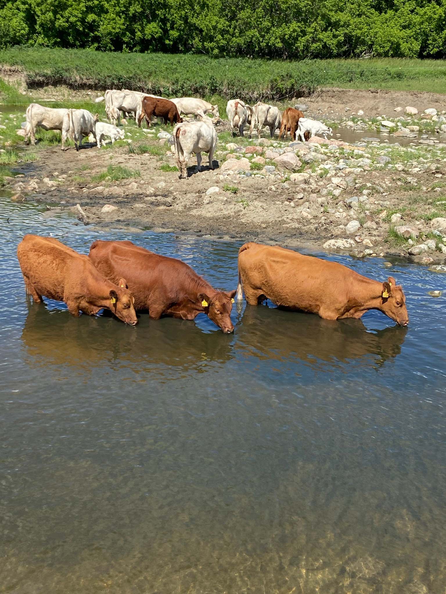 Charolais heifers drinking from creek