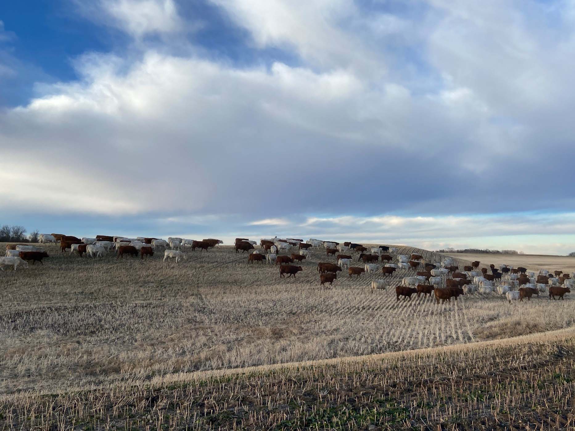 Mixed cows in field