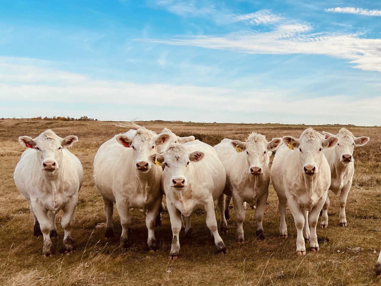 Charolais heifers