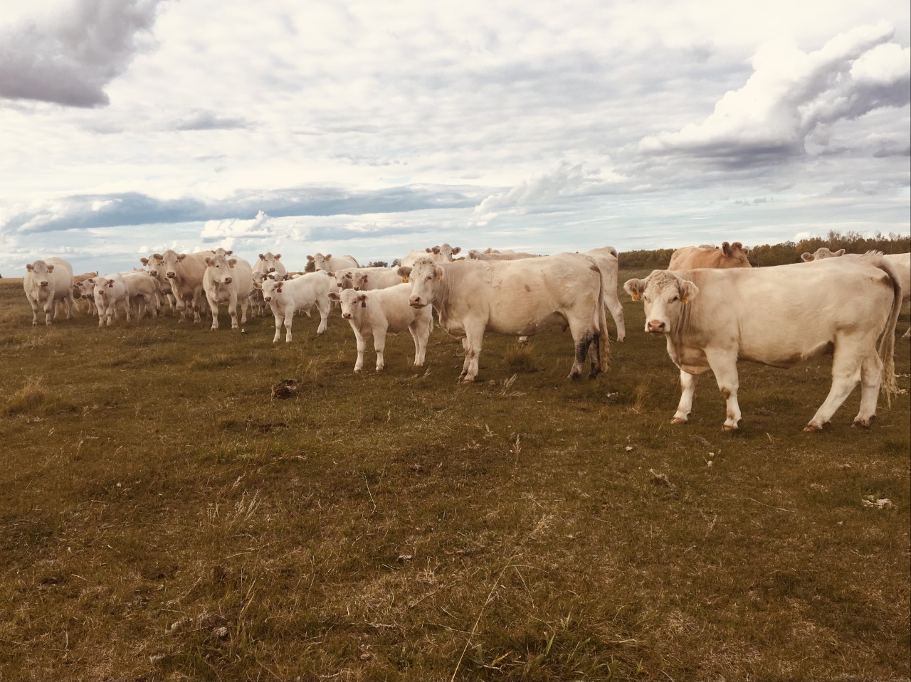 Charolais