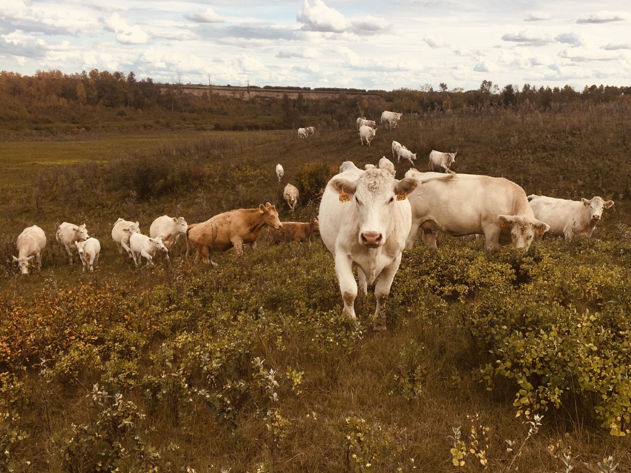 Charolais at Barks