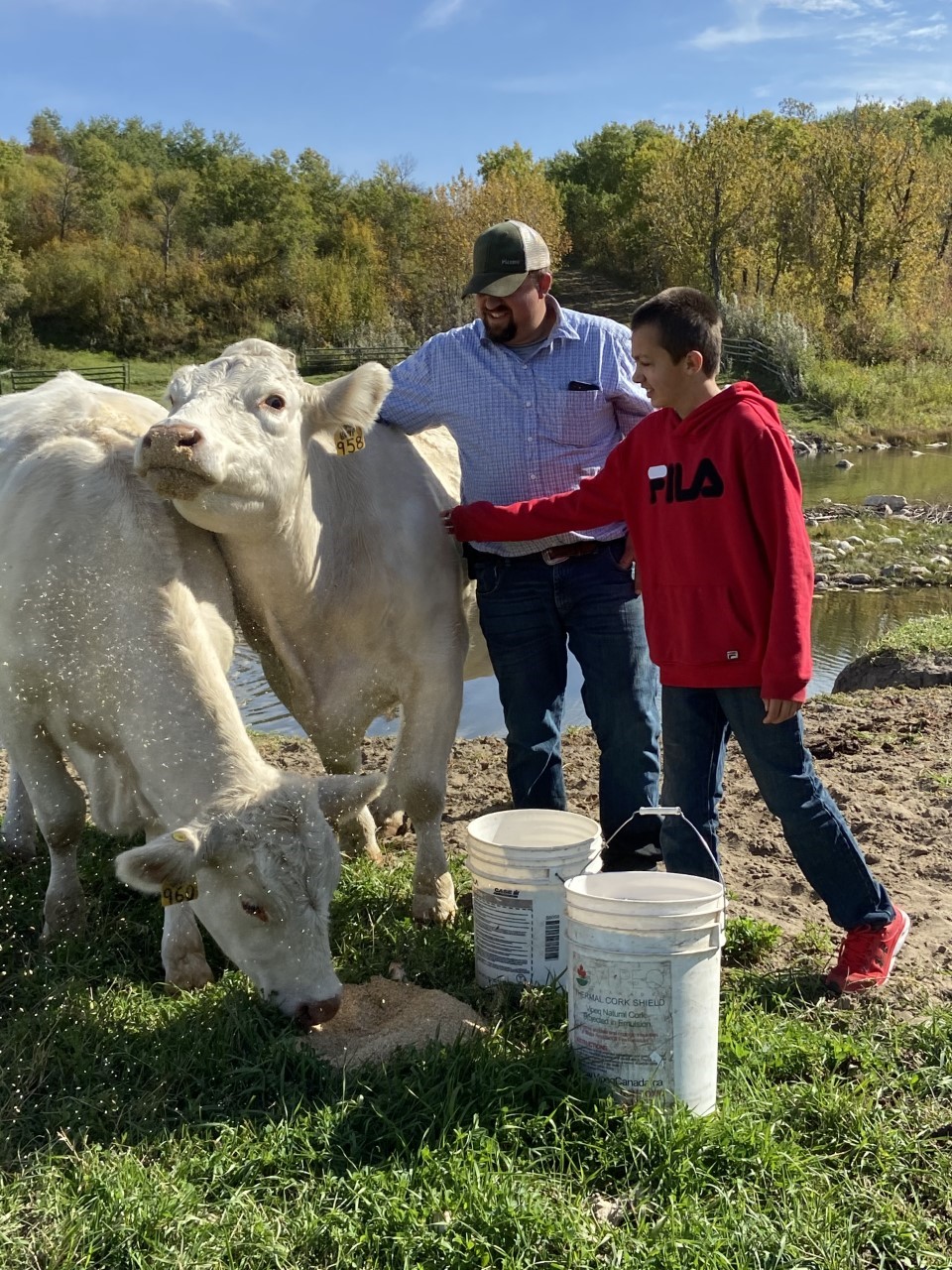 Father and son bonding over cows