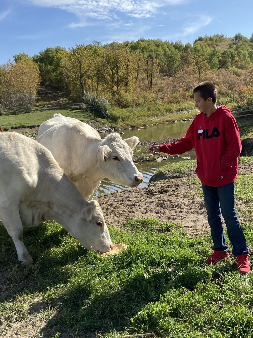 Jackson with cows