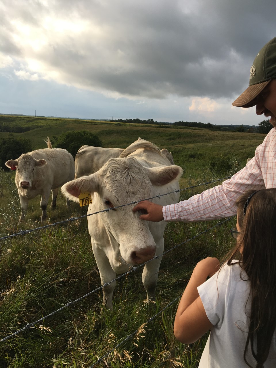 Scratching Charolais Cow wuth Abby